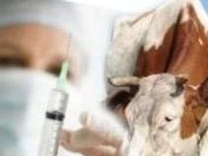 Управление Россельхознадзора совместно с Приморской межобластной ветеринарной лабораторией напоминают о мерах по профилактике ящура