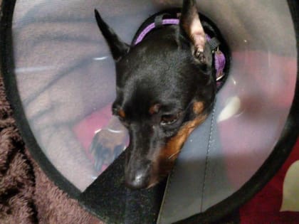 Скандальная операция: жители Владивостока возмутились уродству собаки