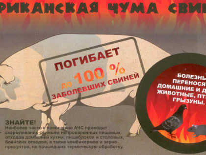 Владельцам животных: как защититься от африканской чумы свиней