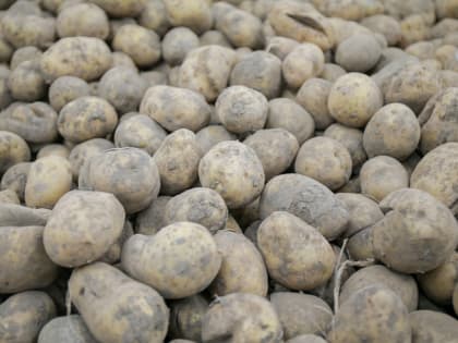Более 4,5 тысяч тонн картофеля остается на складах у сельхозпроизводителей Приморья