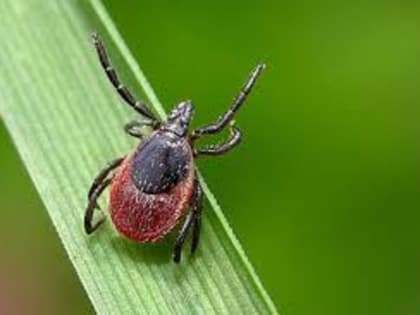 С чем связан рост спроса на страхование от энцефалита и почему расширилась география таких обращений