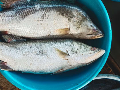 Дальневосточная рыба оказалась не по зубам рыбакам — видео