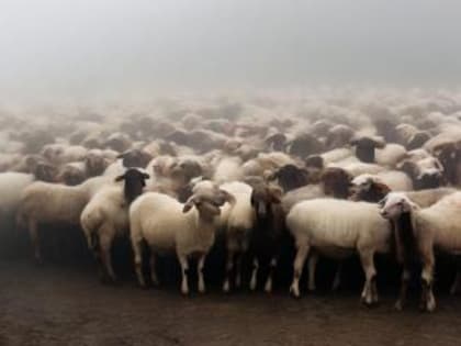 Чума плотоядных может появиться и у нас!