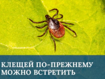 Предупреждение о клещах: меры предосторожности для жителей региона