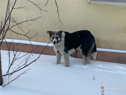 «Добрые руки» снова начали ловить собак в Нижнем Тагиле, им помогает новый подрядчик