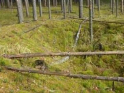 Напоминаем правила заготовки и сбора валежника