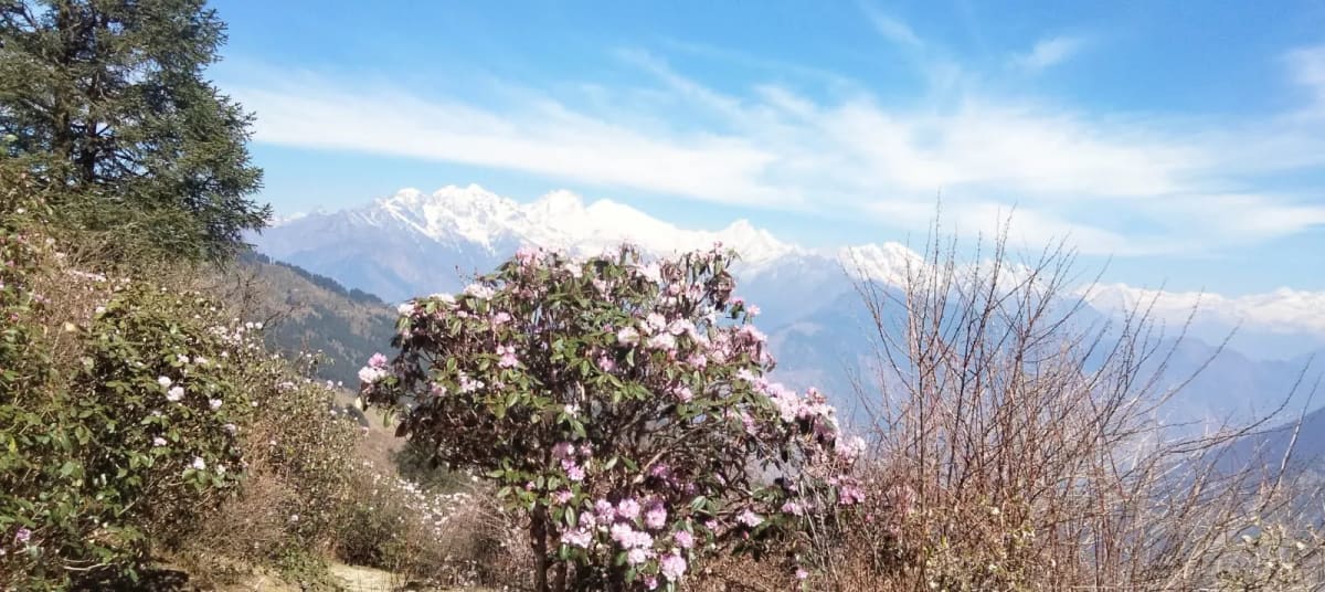 rhododendron flower in langtang trek
