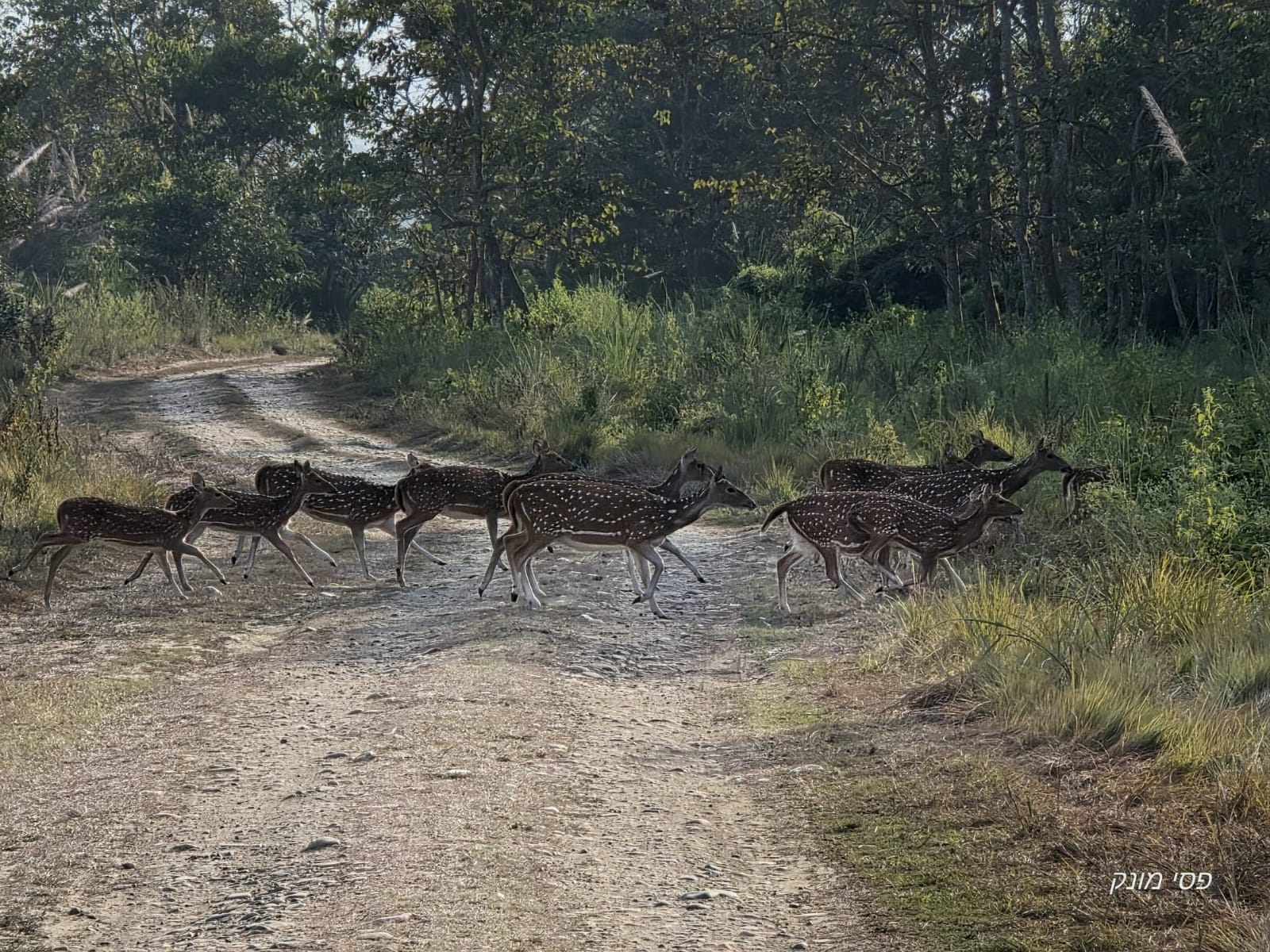 Jungle Safari in Nepal