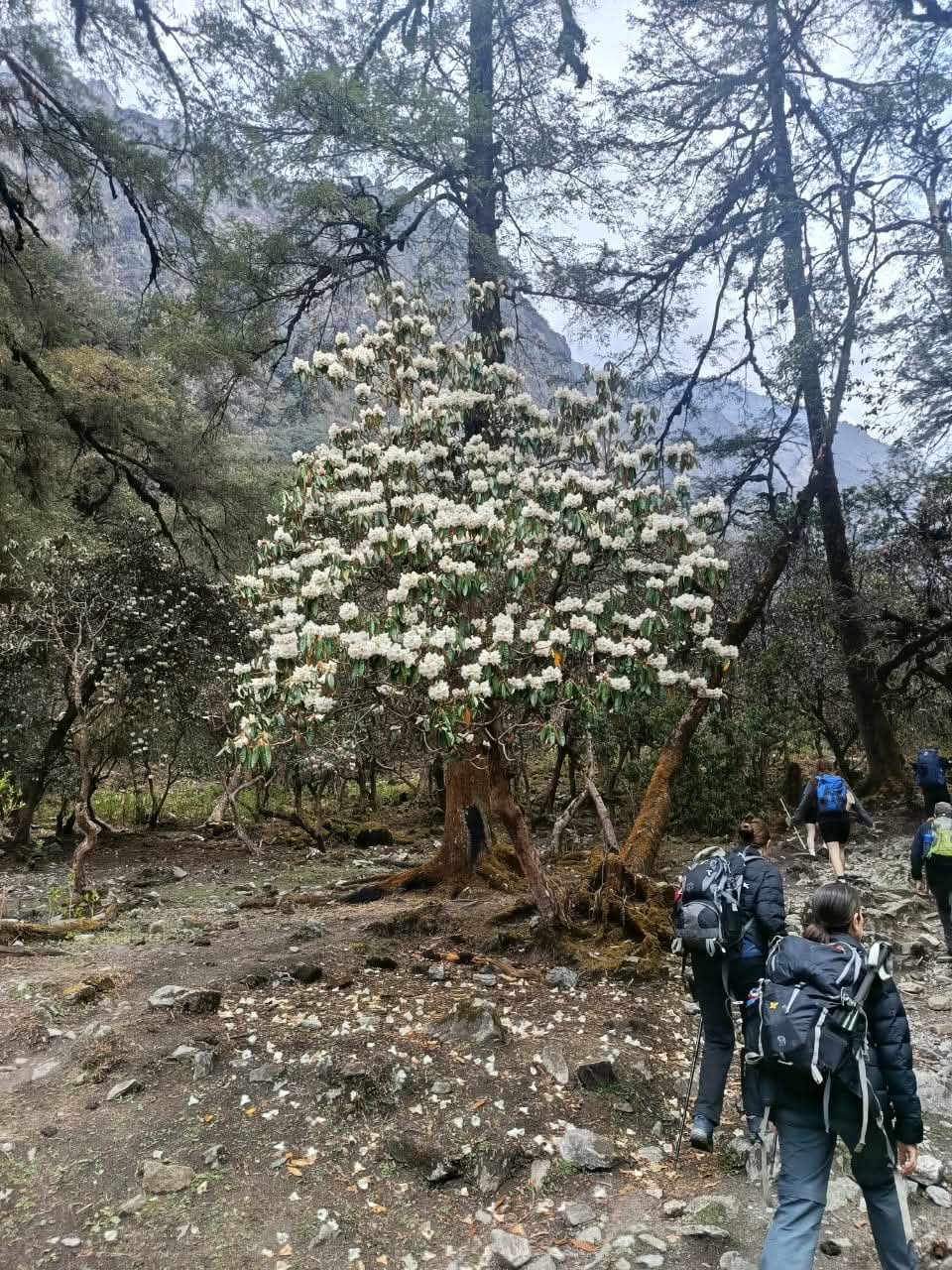 Langtang Valley Full Trek – 13 Days