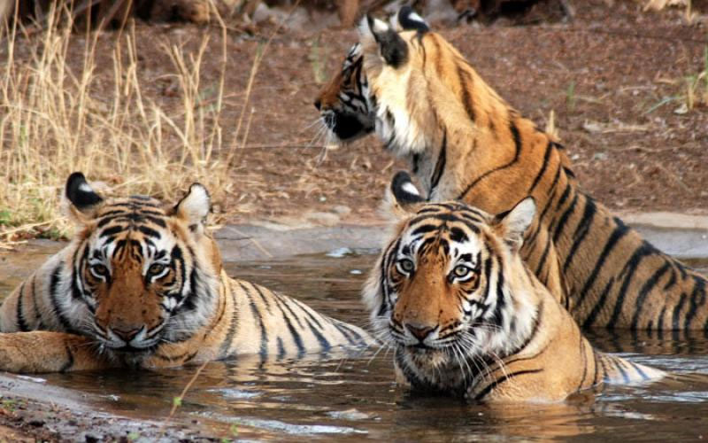 Bardiya National Park Jungle Safari – 3 Days photo 2