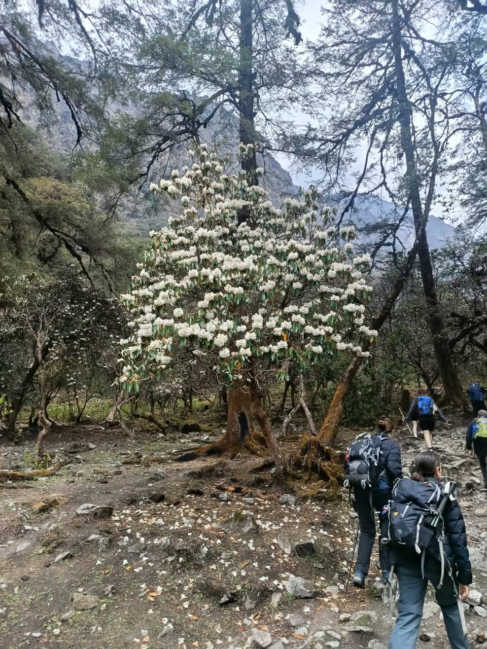 Langtang Valley Full Trek – 13 Days