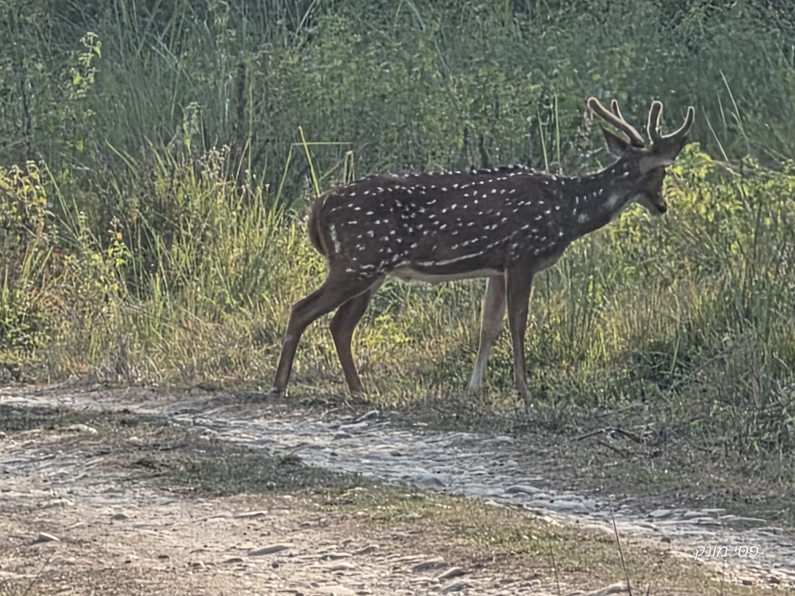 Chitwan National Park -3 Day photo 5