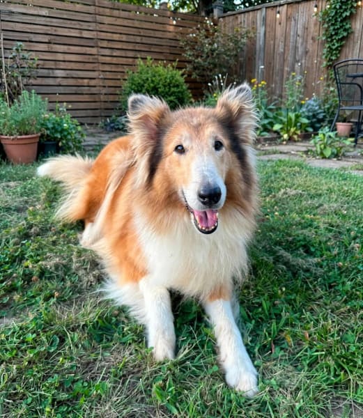 Lacey photo