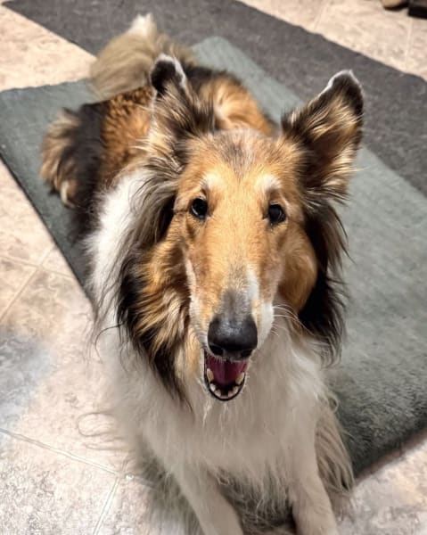 Lassie photo