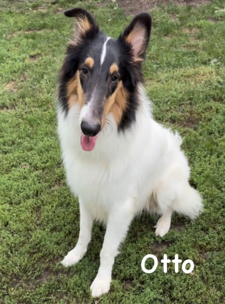 Otto photo
