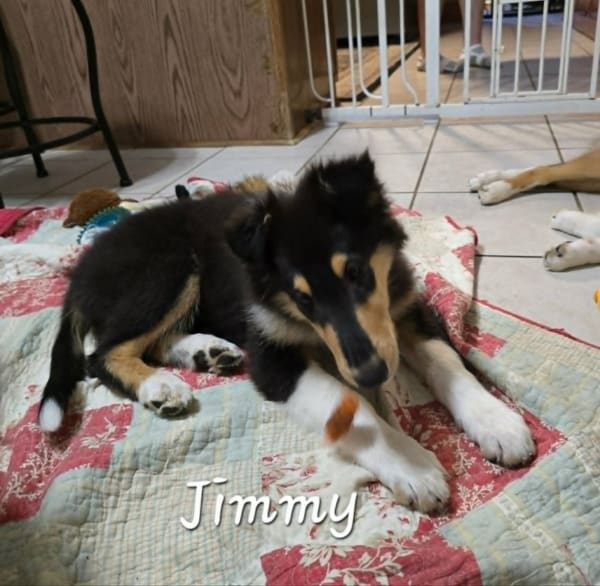 Jimmy photo