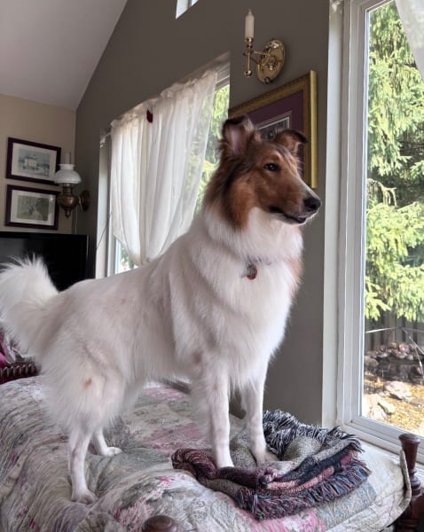 Sadie photo #3