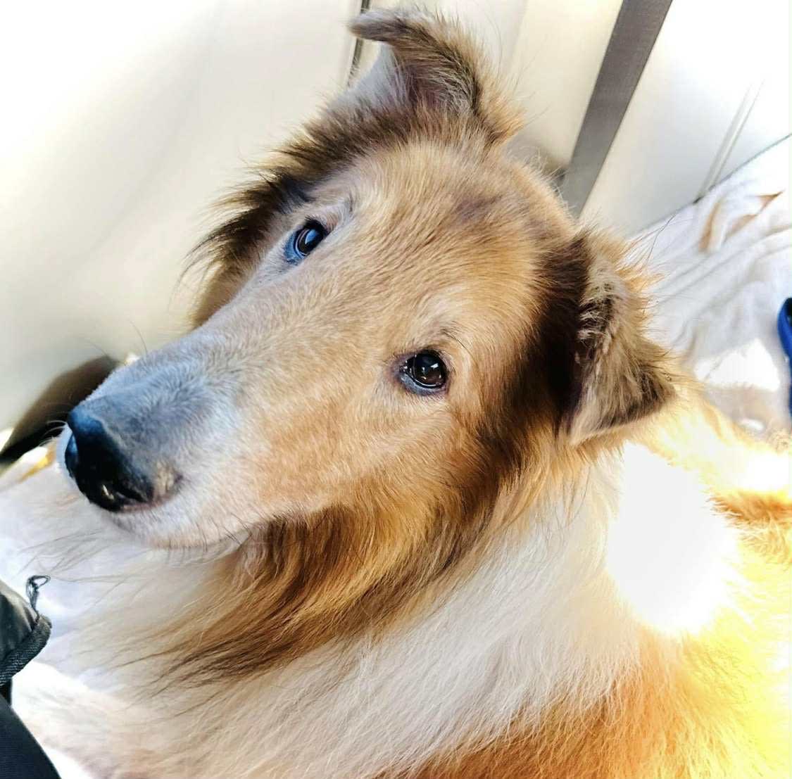 Preview of the completed puzzle image