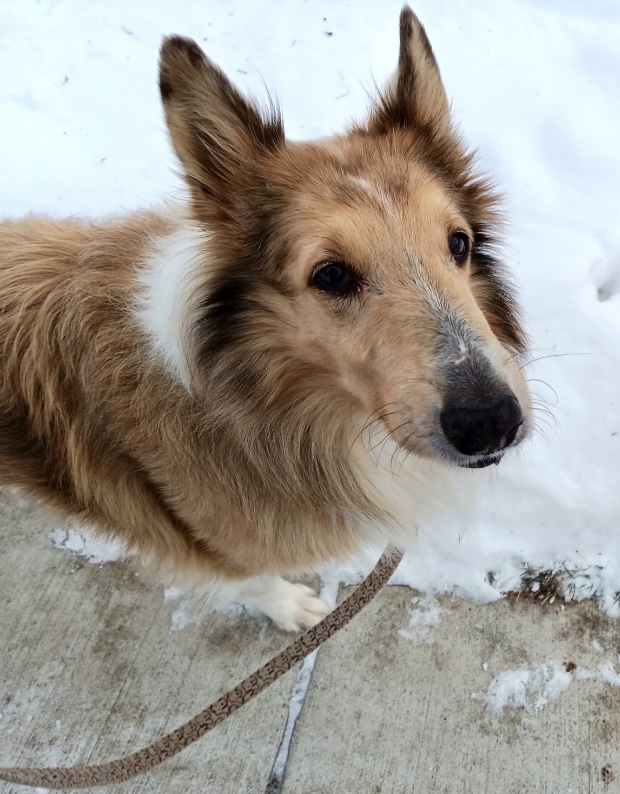 Preview of the completed puzzle image