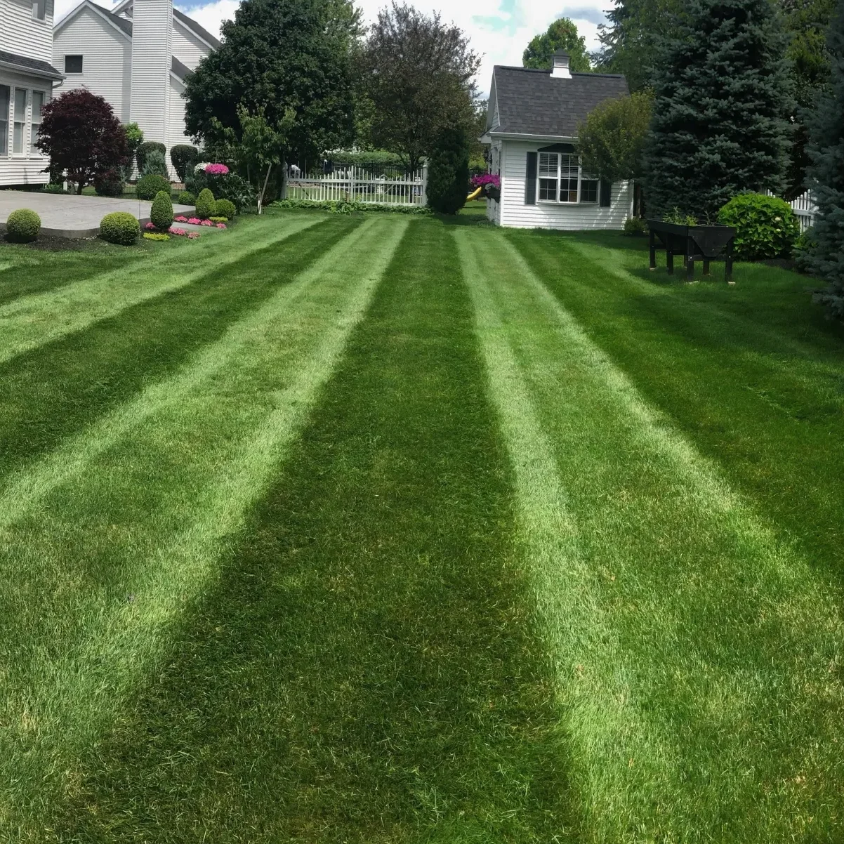 Perfectly striped lawn between two white colonial houses with manicured landscaping, evergreen trees, and decorative shrubs creating an elegant residential scene