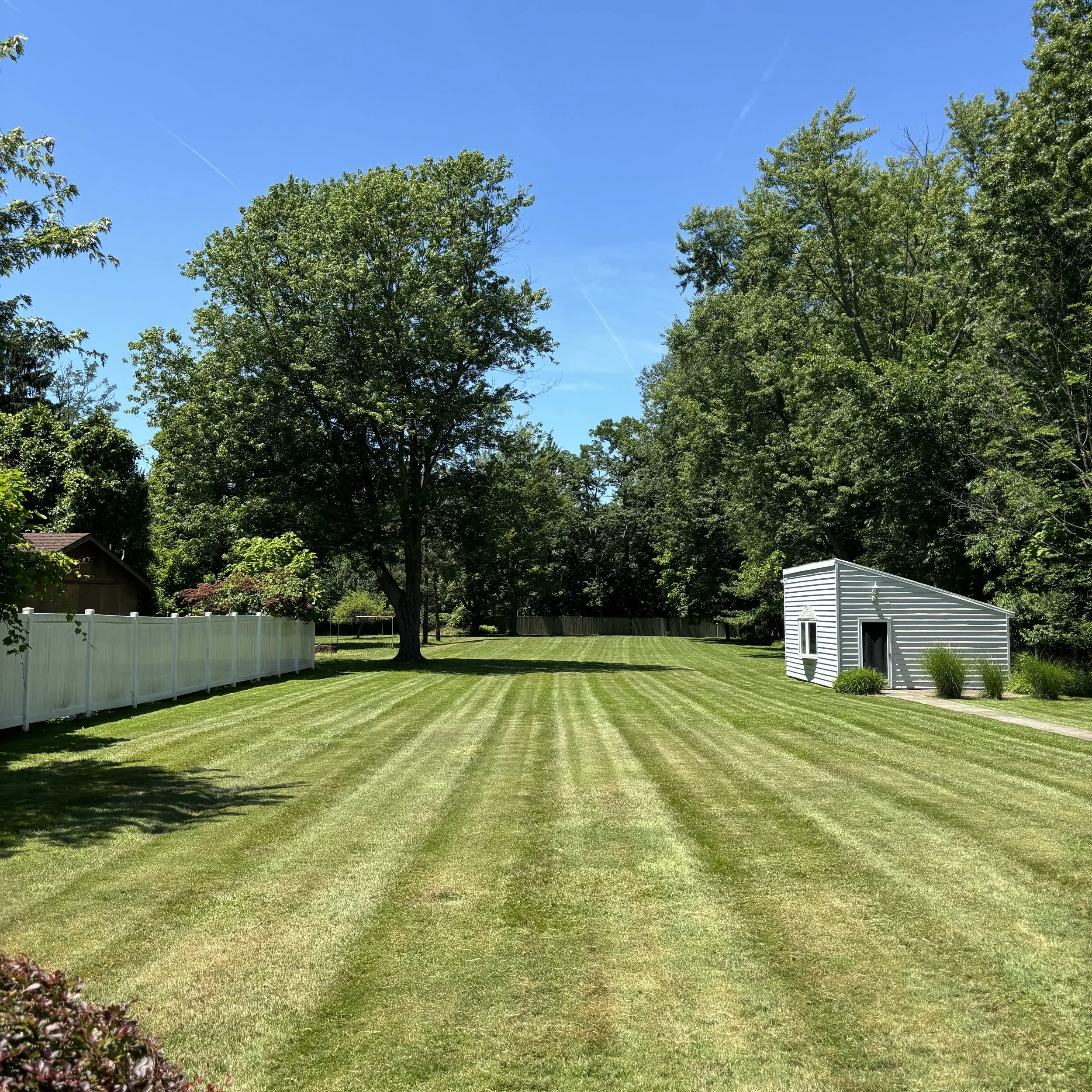 Spacious backyard with freshly mowed striped lawn, white fence, small outbuilding, and tall trees creating natural borders under clear blue sky