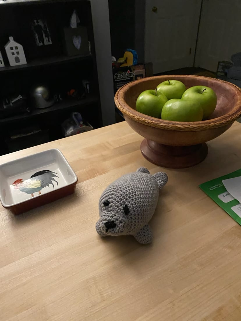 Pudding the Harbor Seal