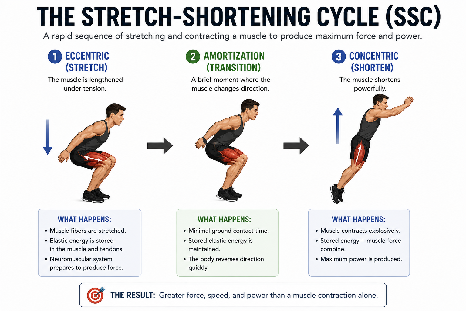 Stretch shortening cycle