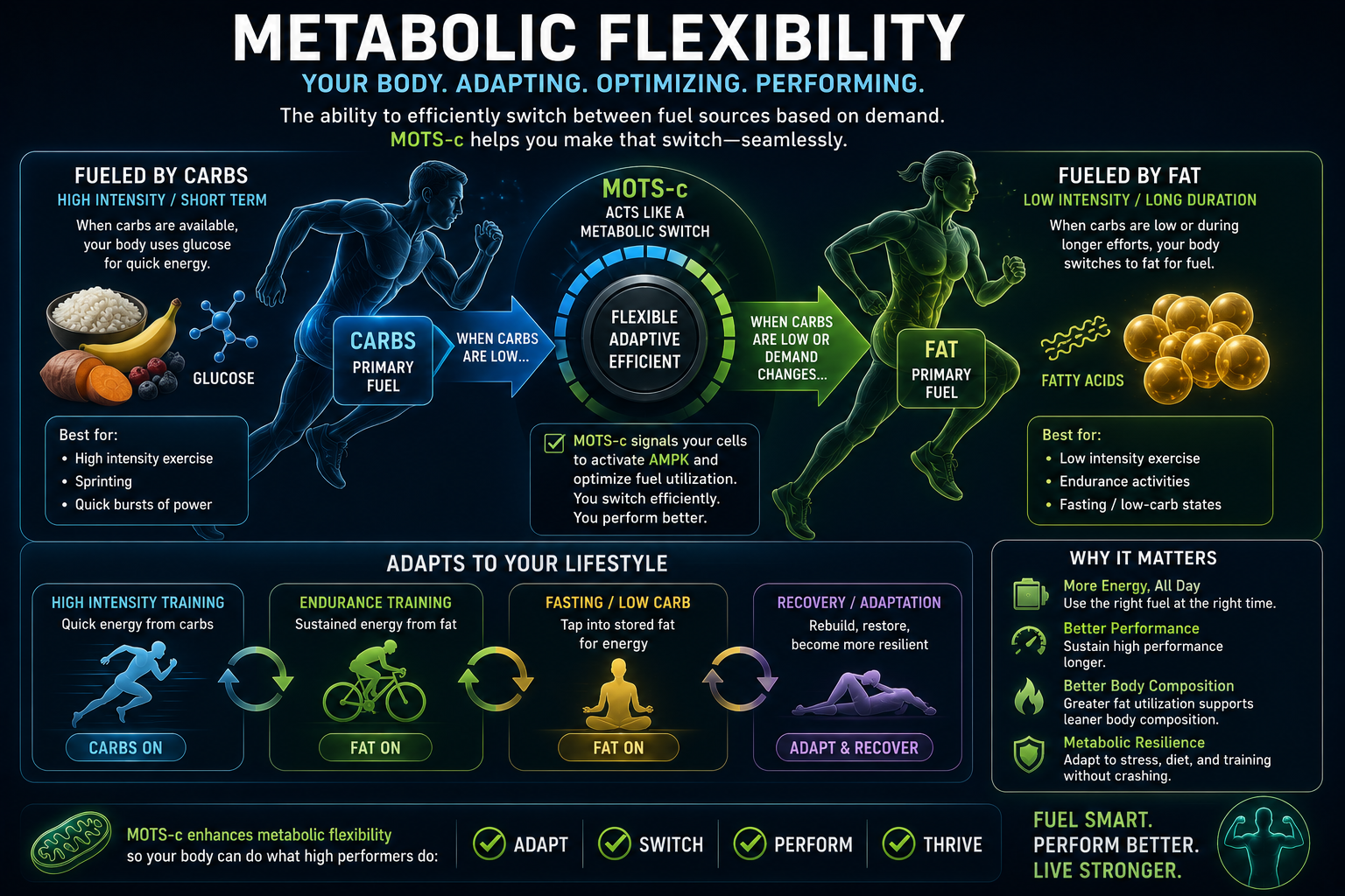 MOTS-c improves metabolic flexibility'