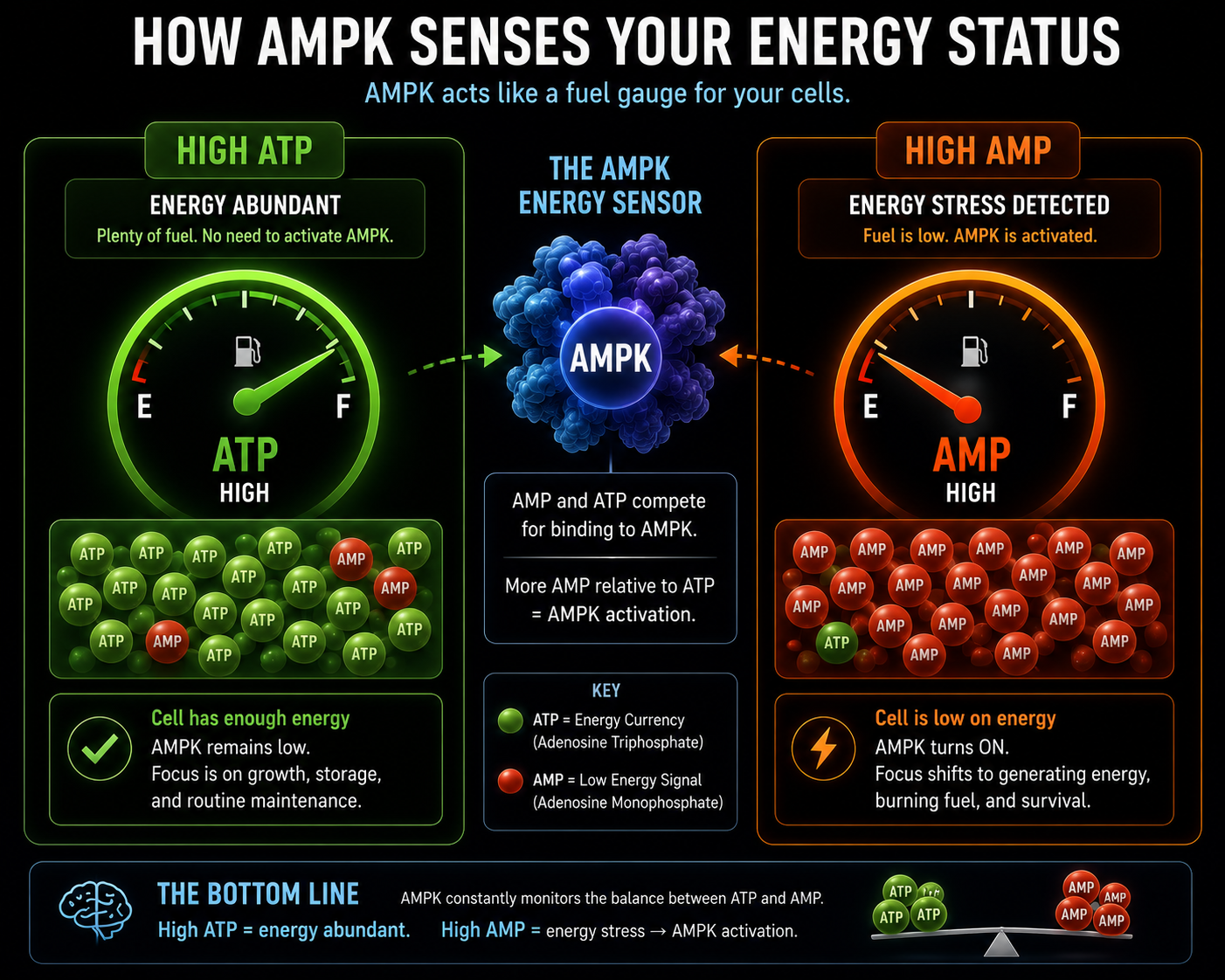 How AMPK senses your energy status