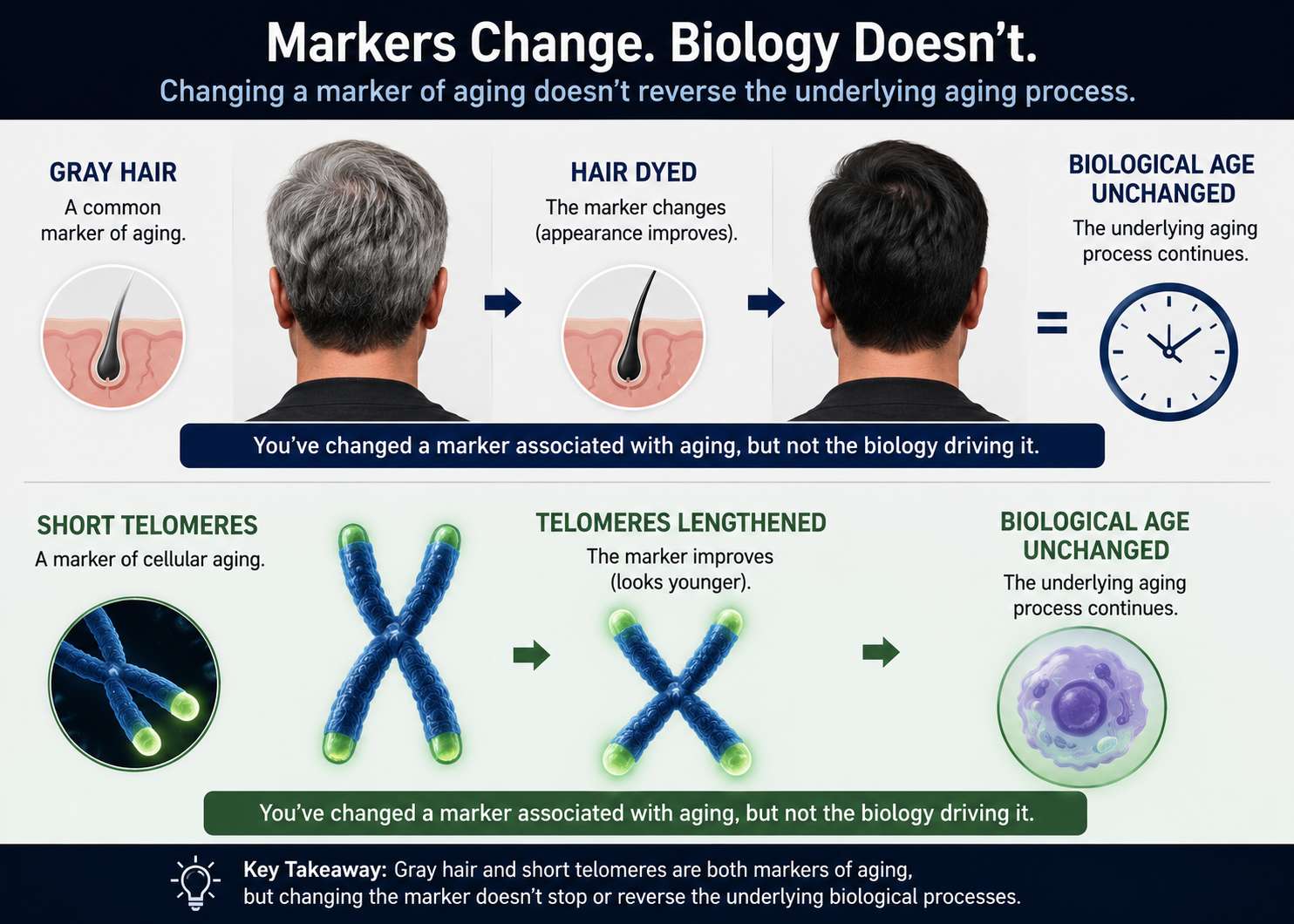 Telomere length doesn't change biological age