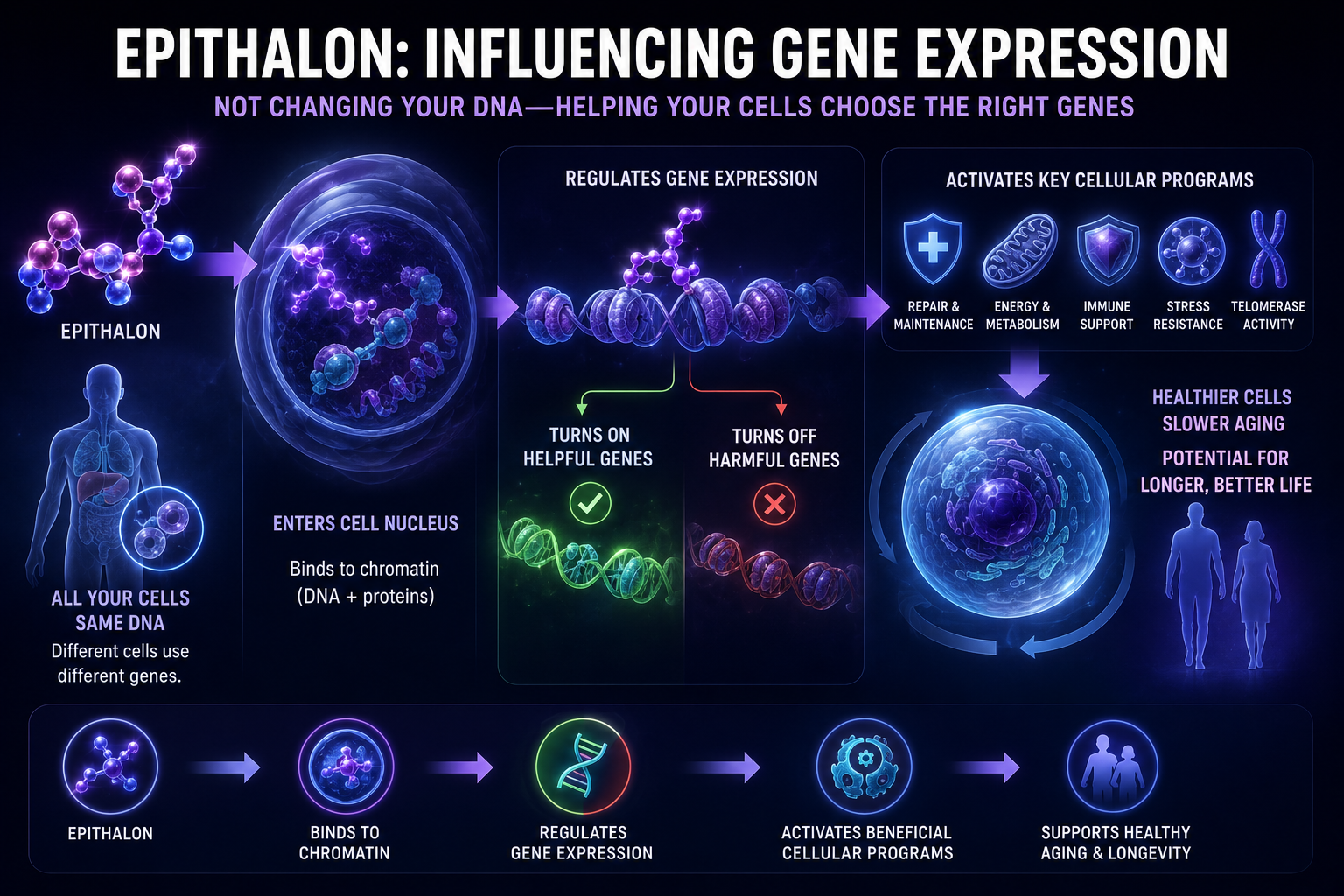 Epithalon influencing gene expression