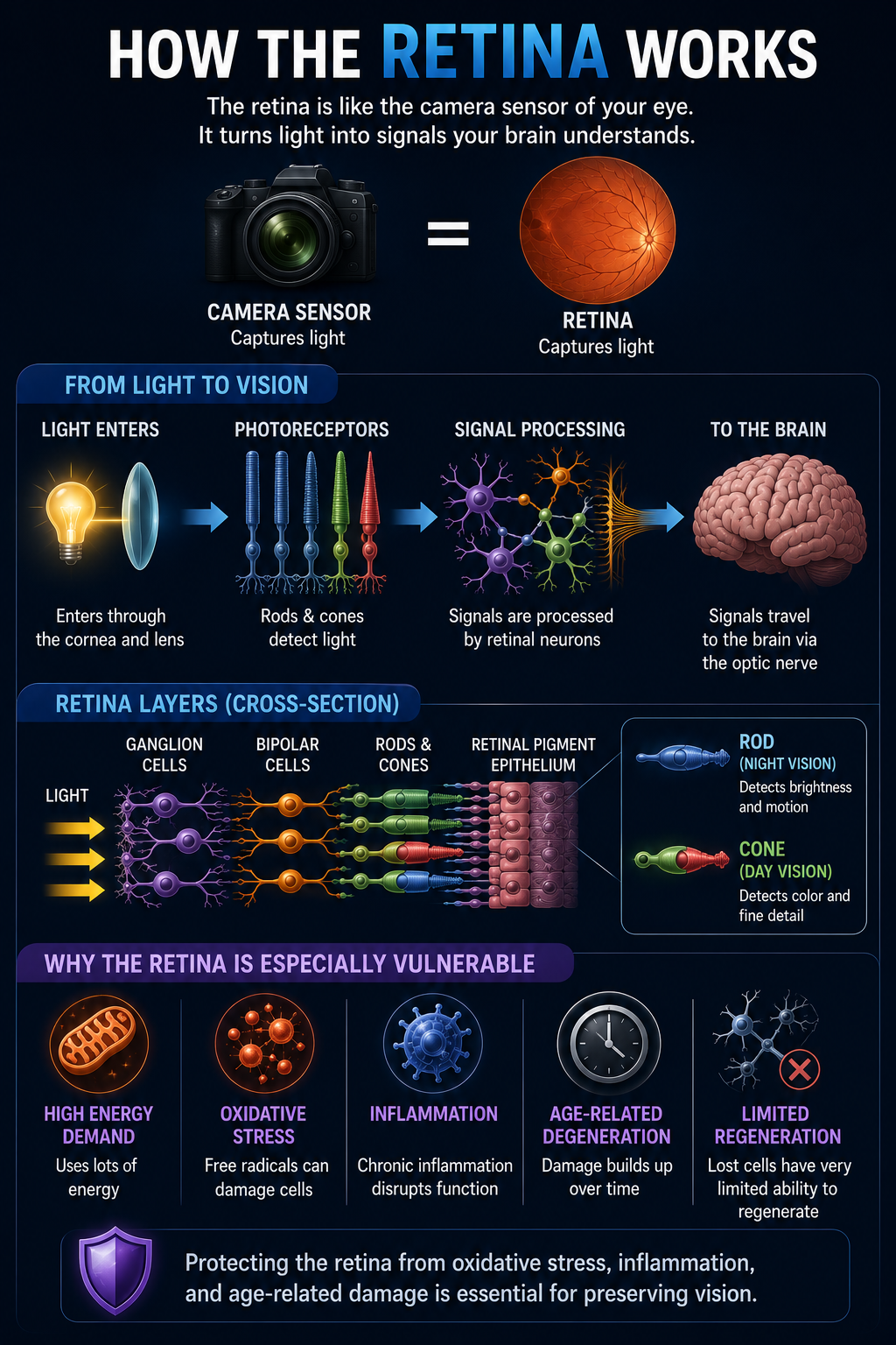 How the retina works