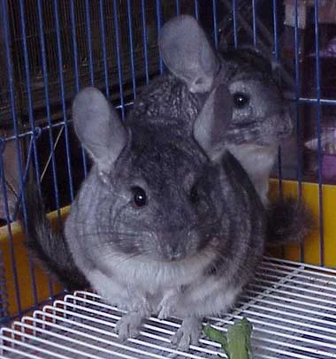 Chinchila