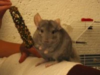 Chinchilla thumb