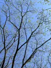 loop image