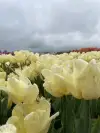 loop image