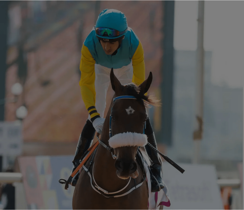 Race horse
