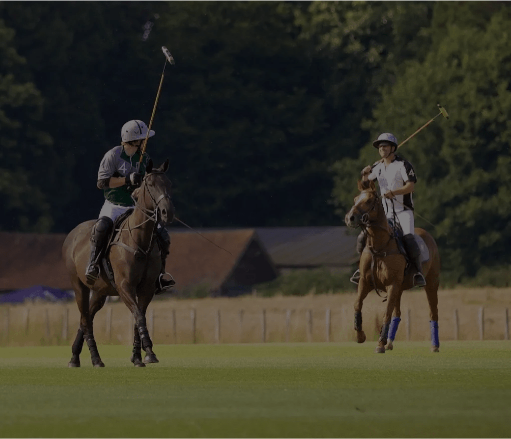 Polo horses