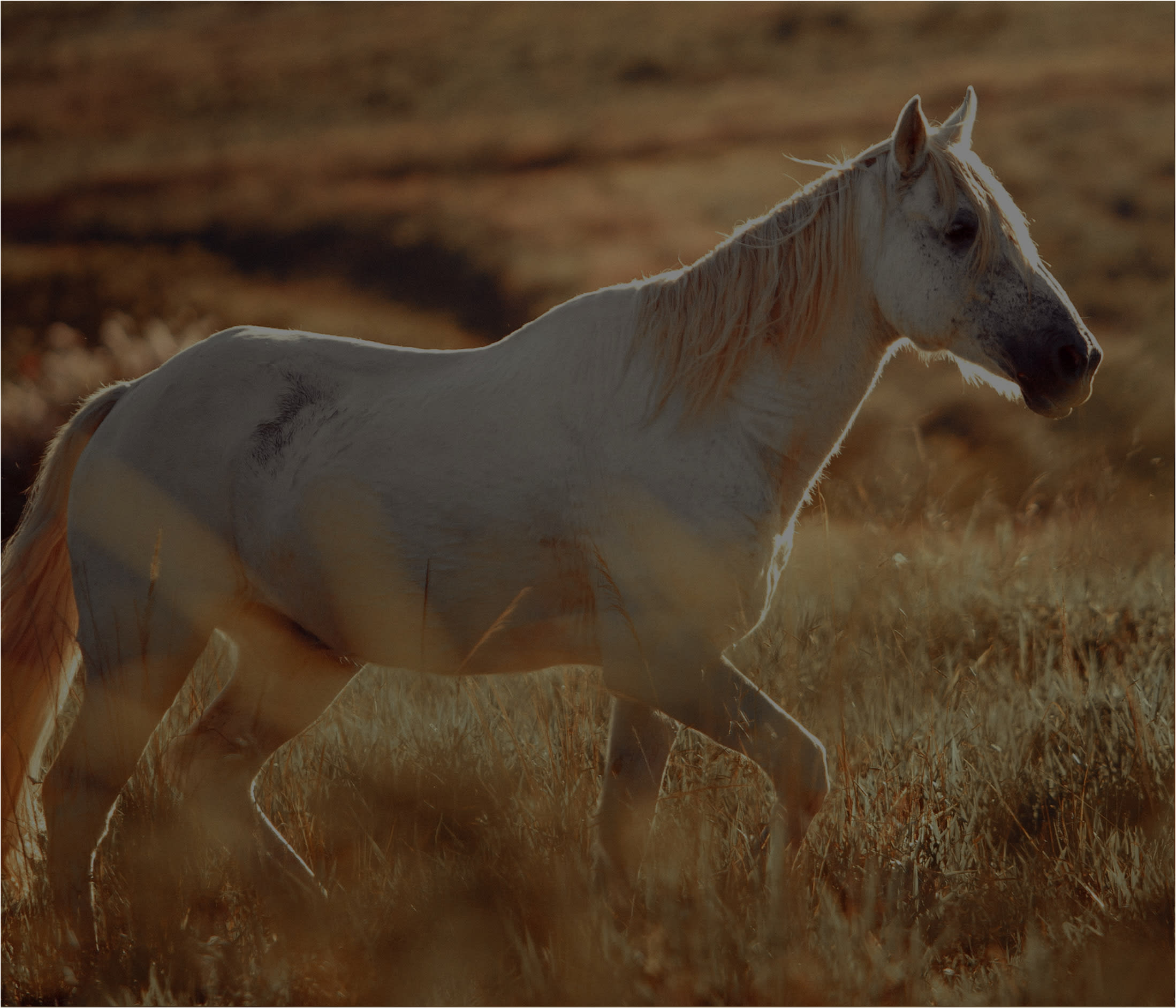 Horses in the pampas