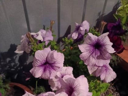 Полезные советы: специалисты Россельхозцентра рассказали, как защитить культуры от вредных насекомых