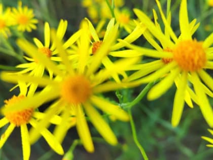 В среду в Тюмени начнет усиливаться жара