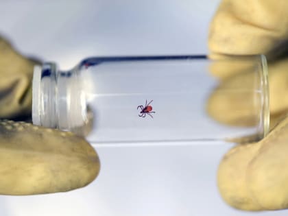 Более 10.000 жителей Тюменской области пострадали от укуса клеща