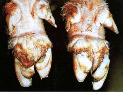 Об усилении мер при ввозе подконтрольных госветнадзору грузов с территории Грузии, Абхазии и Южной Осетии