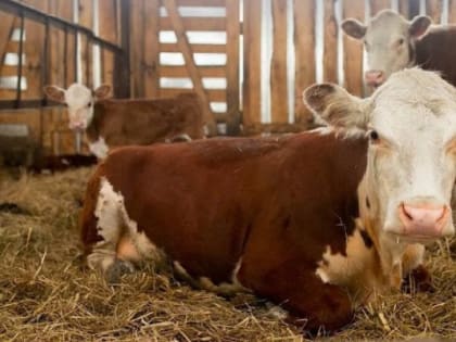 В тюменской деревне объявлен карантин из-за опасного заболевания коров