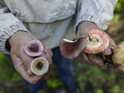 Пожилым людям не рекомендуют употреблять грибы