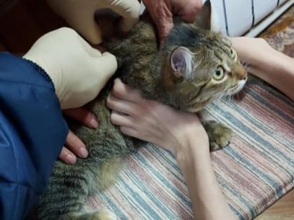 В Тюменской области запретили продажу анальгина для животных