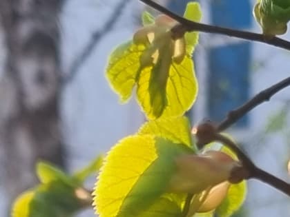 С 8 мая в Тюмени установится прохладная погода