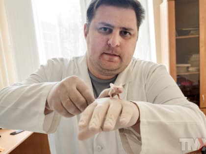 Тюменские ученые начали эксперимент на «голых» мышах