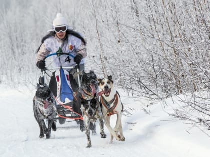 Тюменские каюры завоевали награды на Кубке России по ездовому спорту в Упорово
