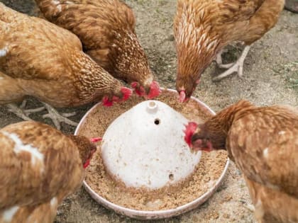 Ветеринары напоминают об опасности птичьего гриппа